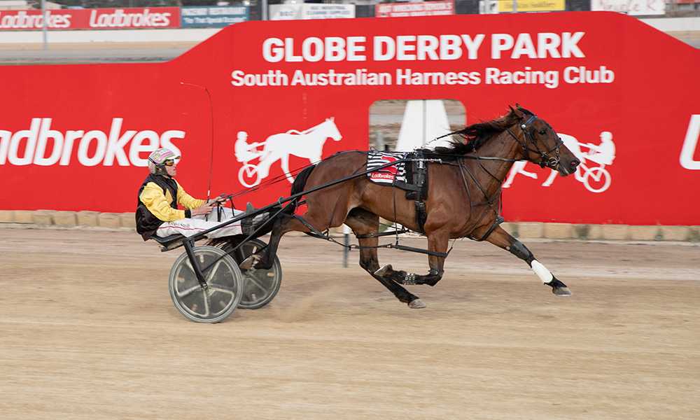 Harness Racing SA tweet media