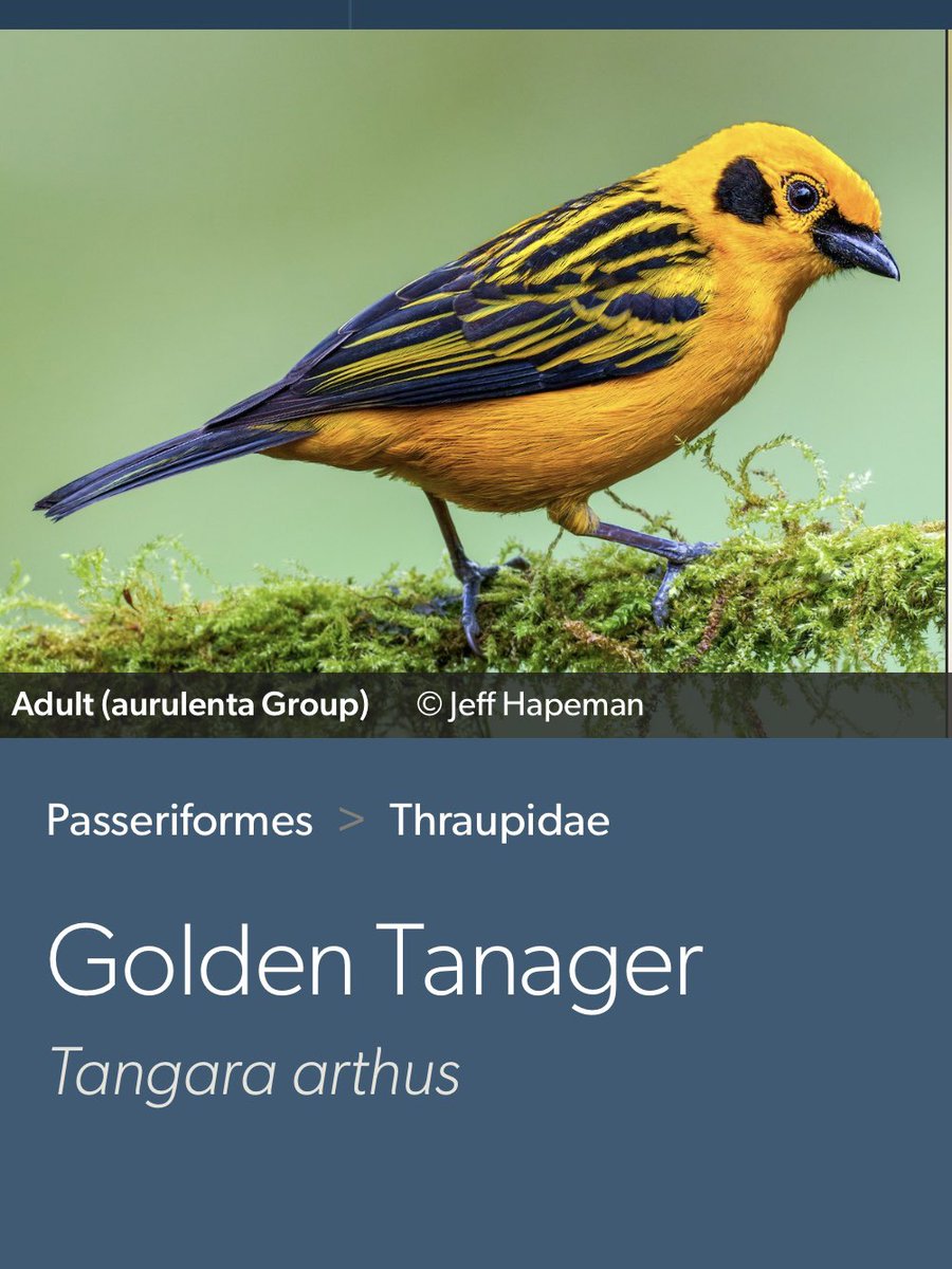 guttenbirder22's tweet photo. And now some discontinued or obscure ones:

Like the KFC exclusive “Sweet Lightning
And Golden Tanager https://t.co/XeaHLNr1fK