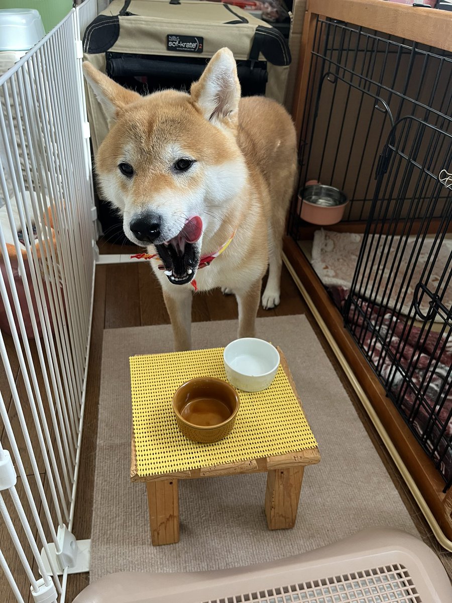 しばけん 柴犬こめ0歳 (@shibainukome) / Posts / X