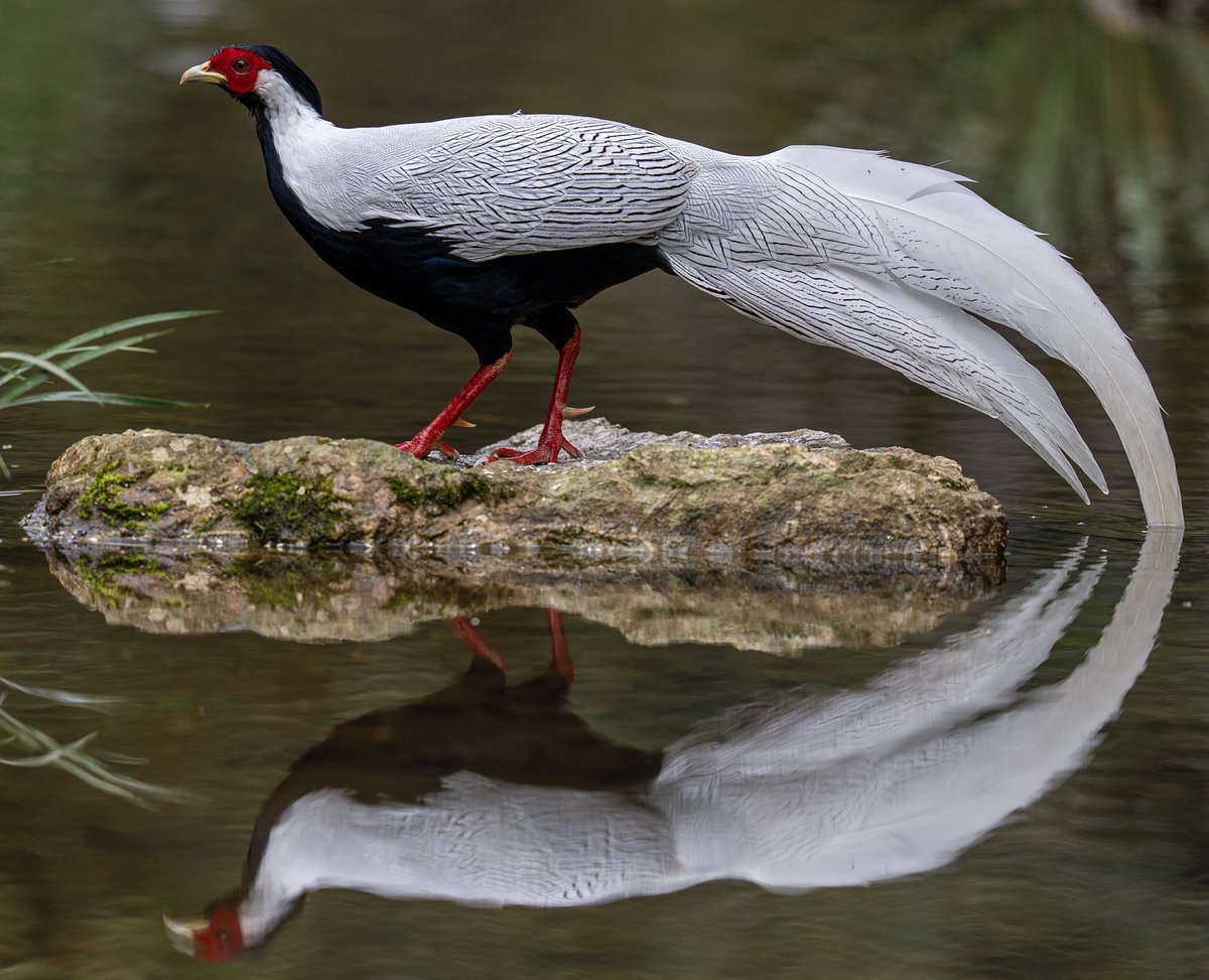 a male Silver Pheasant (白鹇, Lophura nycthemera), in Fujian province.
Large and spectacular pheasant found in forested areas, it is under second-class state protection in #China. ❤王瑶

#birds #BirdsSeenIn2025
#Nature #Peace #Chinese