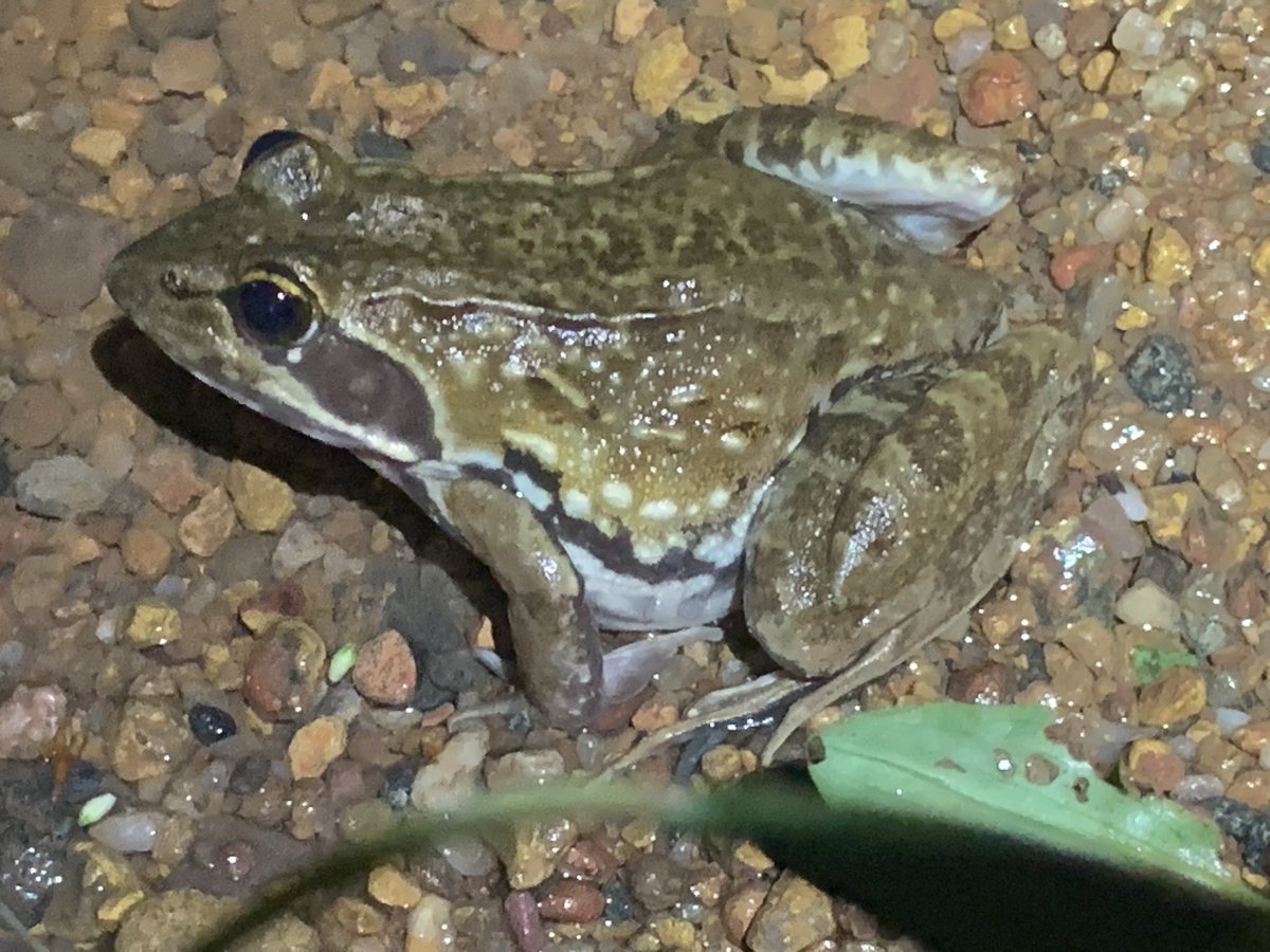 Mapendo MINDJE (Frogman of Rwanda) 🇷🇼 🐸 tweet media