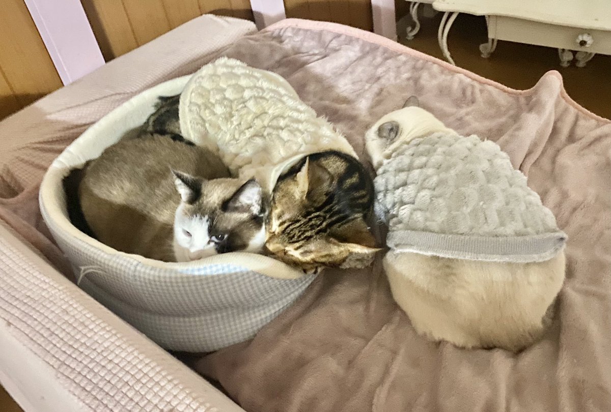 べじたりあん。 (@nyan6niku) / Posts / X