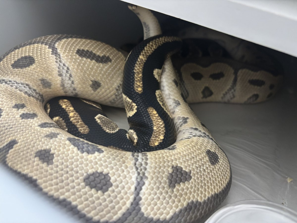 na___Python's tweet image. そそり勃ってる。
検証も含め楽しみなクラッチになりそう🫶