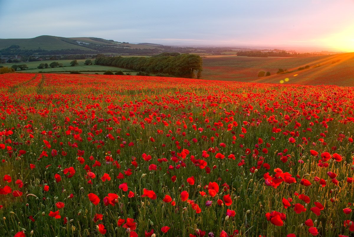 CoolEmbrace's tweet photo. Armistice Day 🌺
Today we take a quiet moment to remember those who gave so much for the peace we enjoy today. Lest we forget. ❤️
#ArmisticeDay #LestWeForget #Remembrance #CoolEmbrace https://t.co/j11Hx4QWu7
