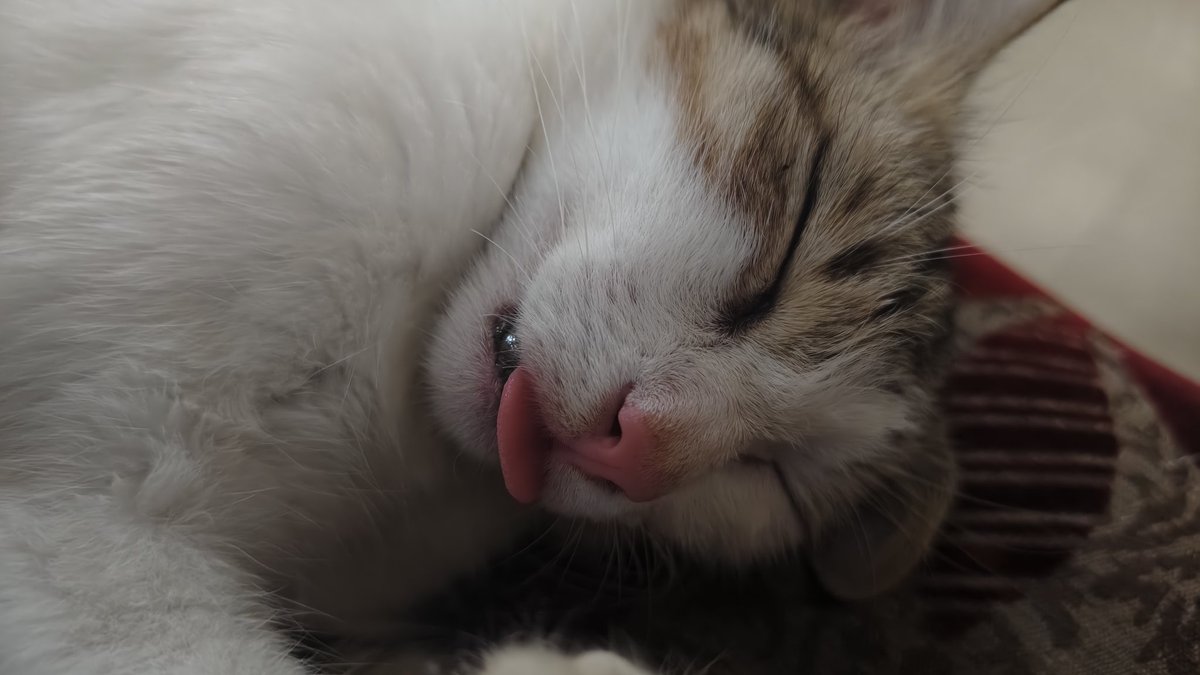 Cawfiee's tweet photo. @navvyia Asia 803246094
Genshin ^
all people seem to be posting their pet cats. so here is mine ig. (fell into Great Eep) https://t.co/XX1MRBluub