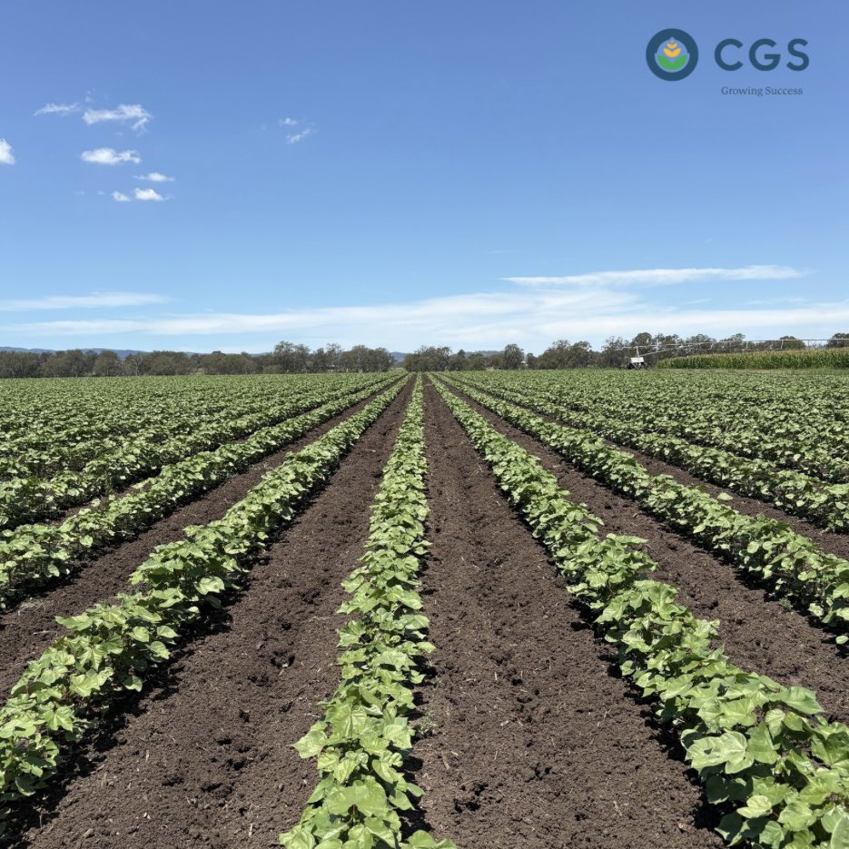 After 80mm of well-timed rain, CGS Growers’ crops in the Lockyer Valley are thriving! Check out these great photos from the field taken by Tasmyn at CGS Dalby:

🌽 Tom Strand in a <a href="/pioneerseedsau/">Pioneer Seeds - Australia</a> P1837 maize crop at tasseling
🌱 Cotton Seed Distributors Cotyledon 253B3XF
🚜