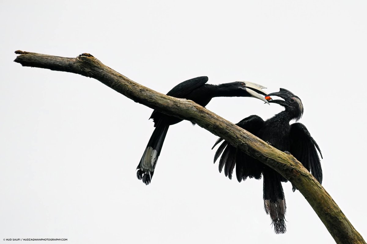 Hudzaqwan tweet media