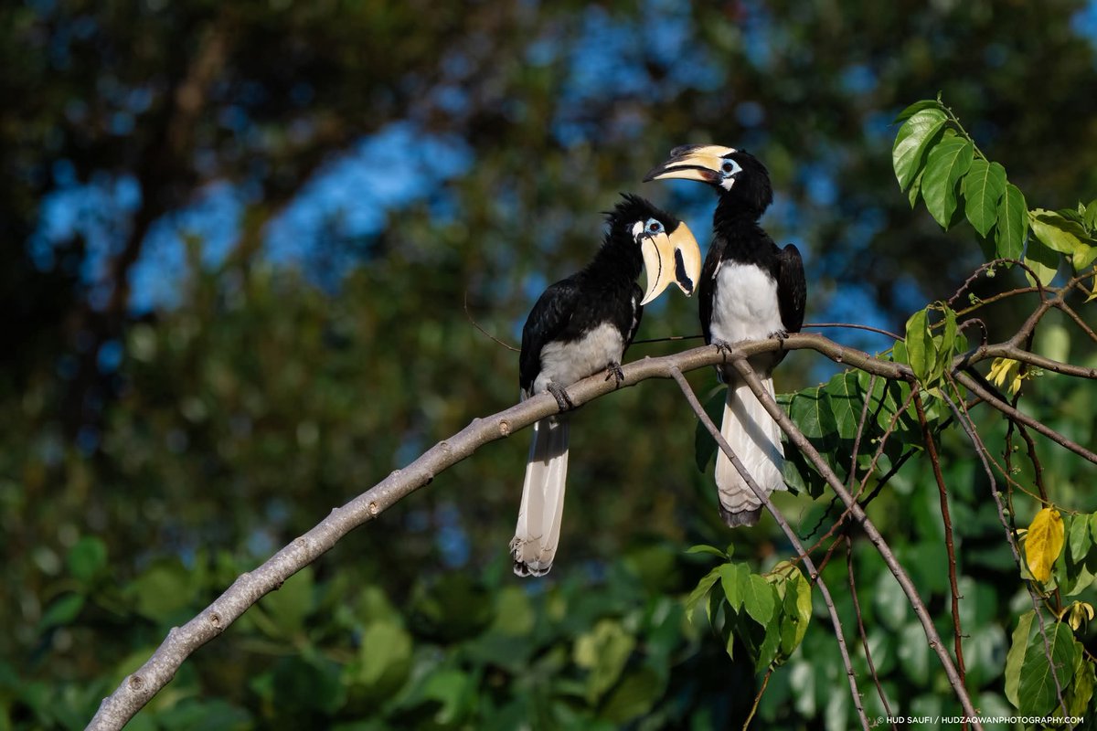 Hudzaqwan tweet media