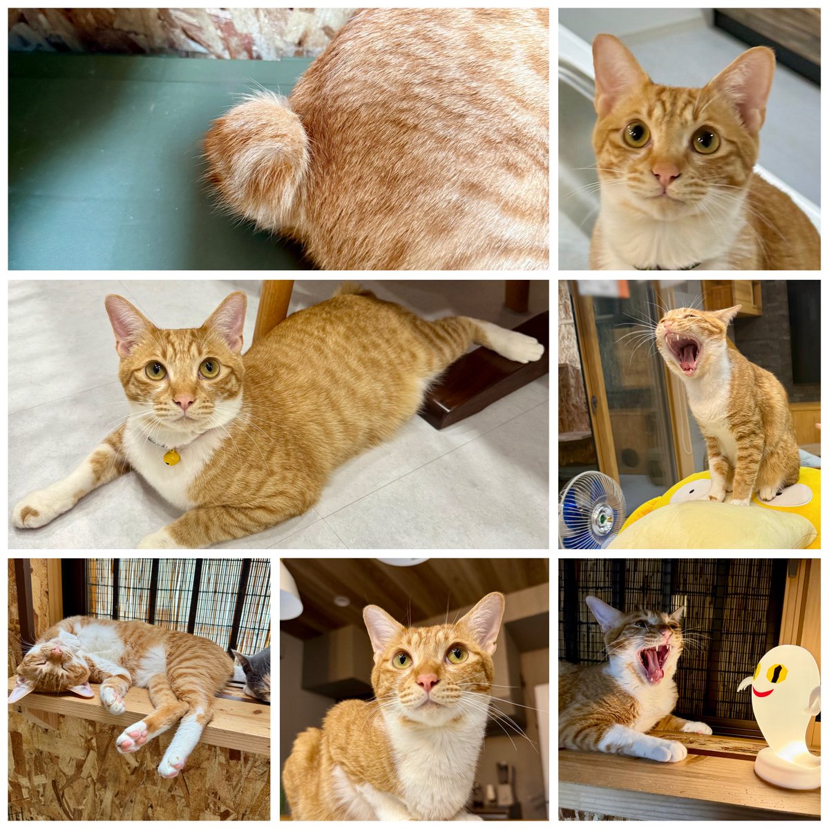 くま♪(๑ᴖ◡ᴖ๑)♪ページ 9ma9ma (@Daicher9ma) / Posts / X