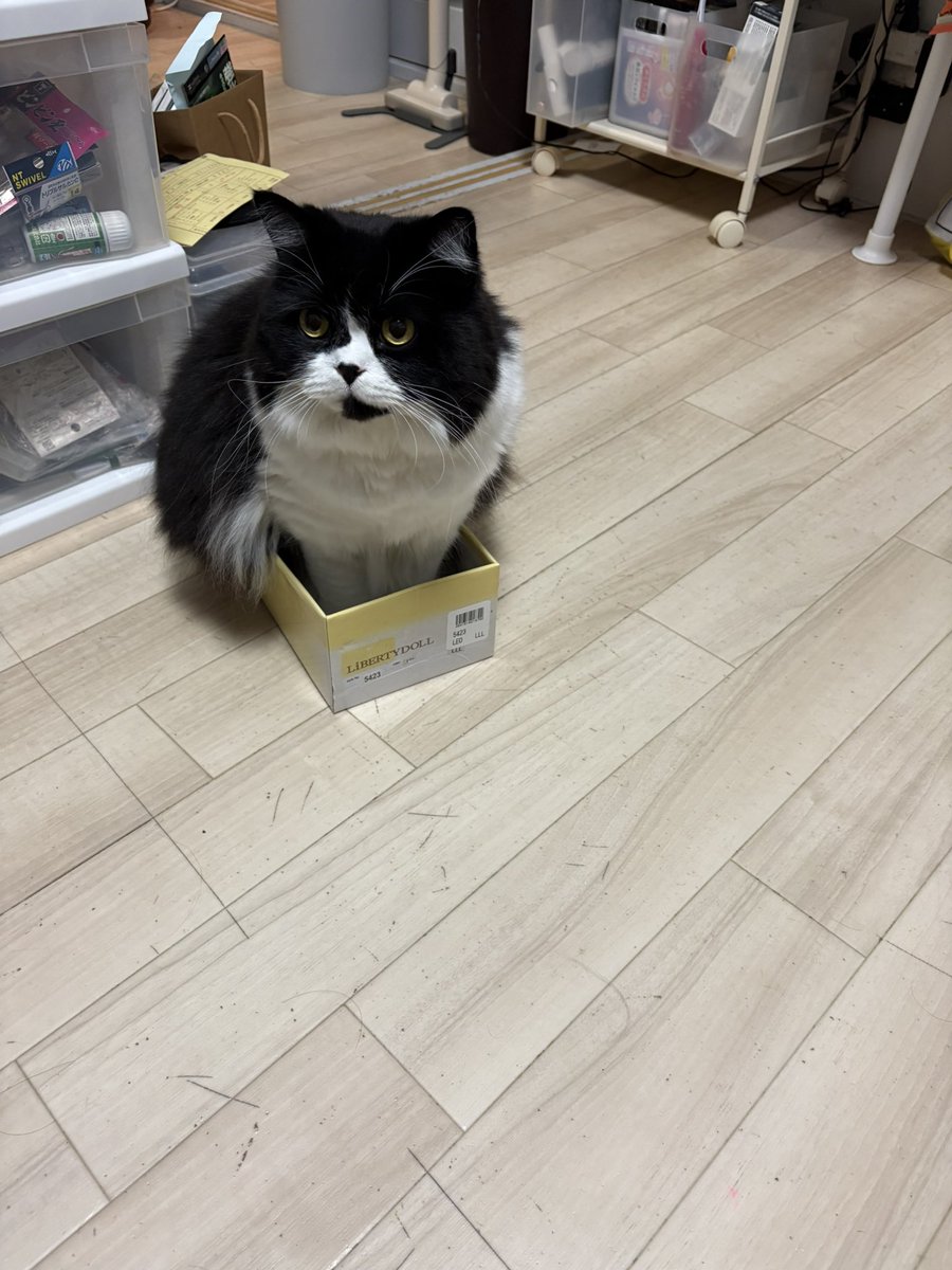 shin@紅孔雀&百千鳥 on X