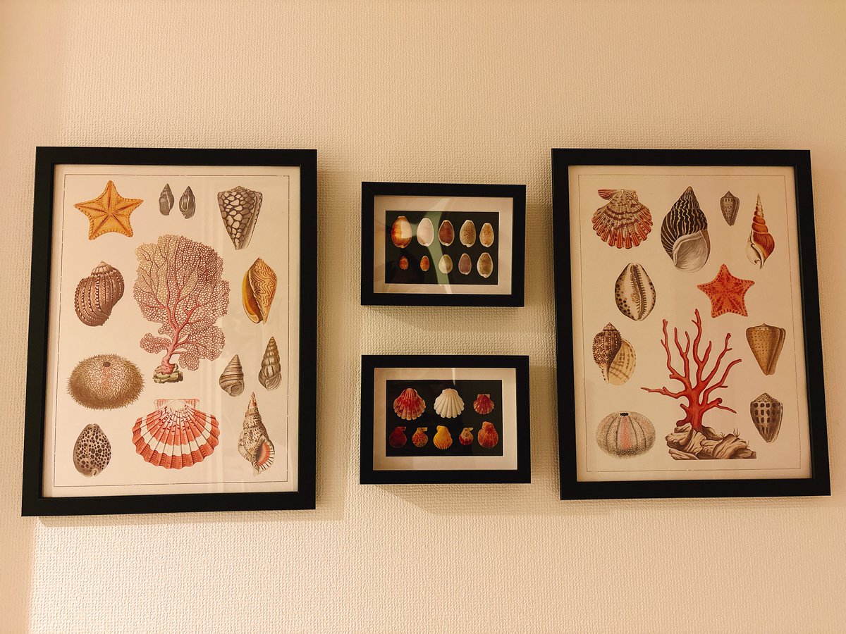 エヌです　COWRIES　マリコリセテダカラガイ　貝殻　おまけ付き ぬけ子 on X