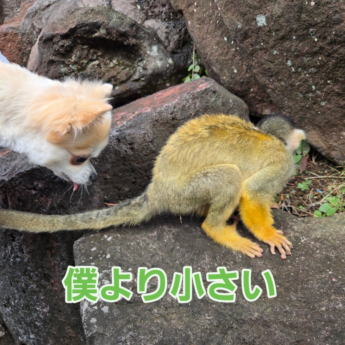 attan_tan25's tweet photo. 伊豆しゃぼてん動物公園🦧 https://t.co/q6fRQcoYRO