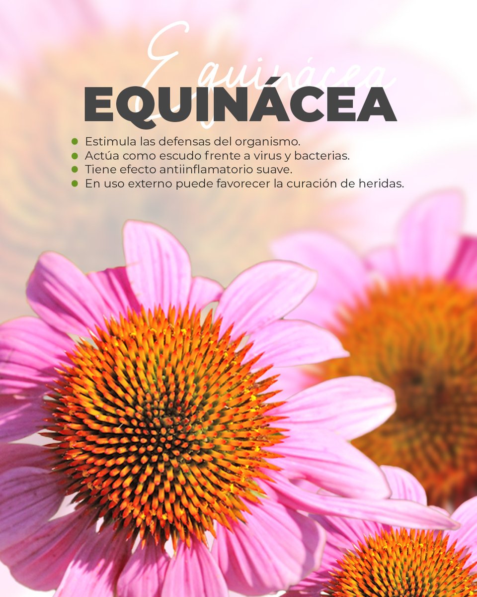 🧐¿Qué planta se usaba hace siglos para prevenir resfriados? ¡La Equinácea! 🌿
📌Originaria de Norteamérica, refuerza tus defensas y protege de forma natural:
💪 Estimula el sistema inmunitario
🛡️ Actúa frente a virus
🧼 Antiinflamatoria
🪴 Favorece la curación de heridas.