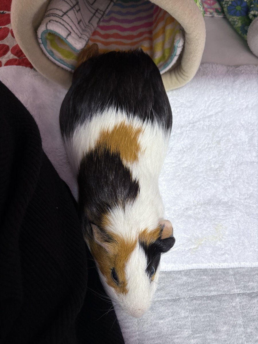 オコチヤンカイヌシ on X