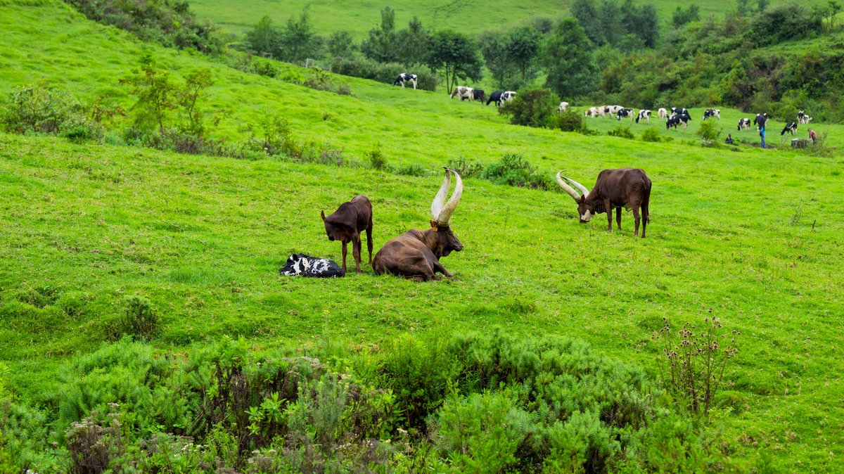 Ministry of Infrastructure | Rwanda tweet media