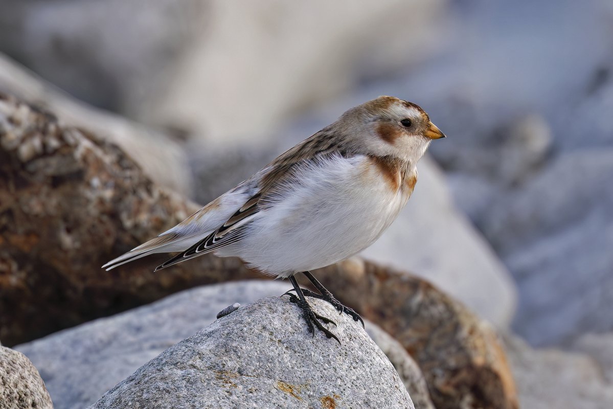 BrianSmrtyr1's tweet image. A beautiful Snow Bunting at the South Gare yesterday afternoon. 9 of them feeding in the rocks.
@teesbirds1 @DurhamBirdclub @nybirdnews  @teeswildlife @Natures_Voice @NatureUK @WildlifeMag 
#birdwatching #wildlifephotography #birds