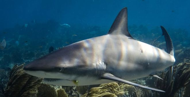 pattayascuba's tweet image. The Blacknose Shark

Carcharhinus acronotus is one of the small, fast-swimming requiem sharks that inhabits the warm waters of the western Atlantic... easily recognised by the dark coloured smudge on the tip of the snout.
#scubadiving #sharks

private-scuba.com/sea-life/marin…