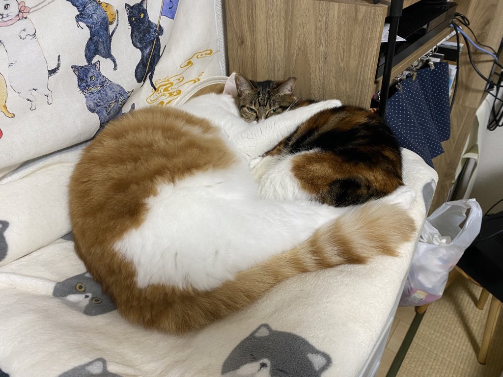 ちよこ 🍩ちゃんと🍑くん | ちよこ さんのマンガ | ツイコミ(仮)