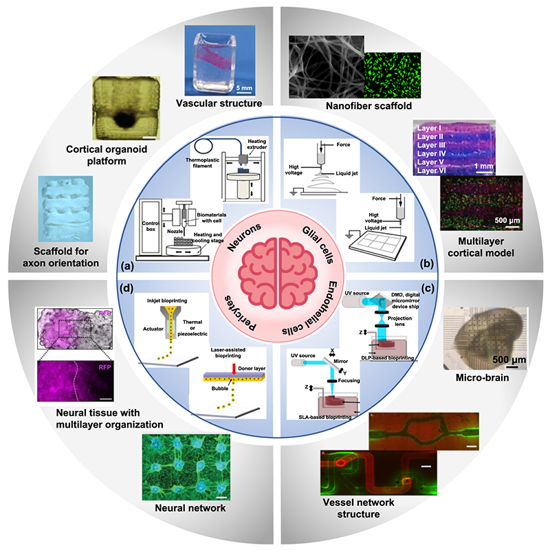 IntJExtremManuf's tweet image. Exploring the challenges &amp;amp; advances in #Biomanufacturing brain-like tissue, current technologies, strategies, breakthroughs in #NeuralRepair, #BrainModeling, &amp;amp; future directions toward intelligent, brain-inspired functionality.

#IJEM #OpenAccess: doi.org/10.1088/2631-7…