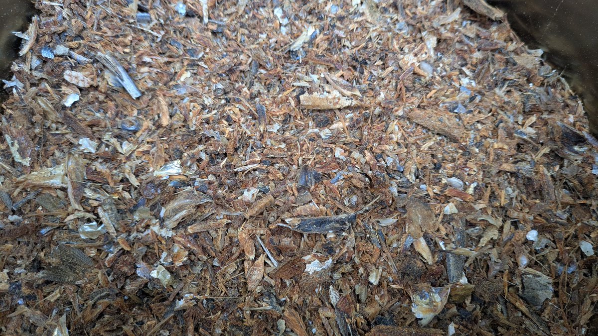 自家製の配合肥料の原料となる単肥が届き、先日粉砕した煮干しの魚粉と混ぜて、配合肥料を作ります。
今年も、魚粉の他に蒸製骨粉や菜種油粕などの有機質肥料を使います。作った配合肥料は、これから行う土づくりで畑に散布します。
#稲城 #梨 #東京 #ブドウ #稲城市 #稲城の梨 #シャインマスカット