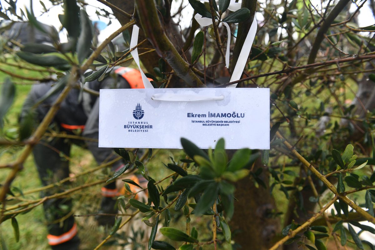 “Ağaç, çiçek ve yeşillik medeniyet demektir.” 🌿

İBB olarak, Milli Ağaçlandırma Günü’nde İstanbul’un 39 ilçesinde umudu toprağa ektik.

İstanbul İl Başkanımız Özgür Çelik ve Dilek Kaya İmamoğlu ile birlikte Ekrem İmamoğlu ve tutuklu tüm belediye başkanlarımız için fidanlarımızı