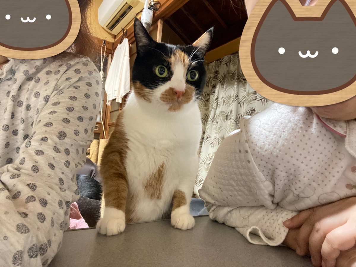 ソラネコさんち (@mofgedama) / Posts / X