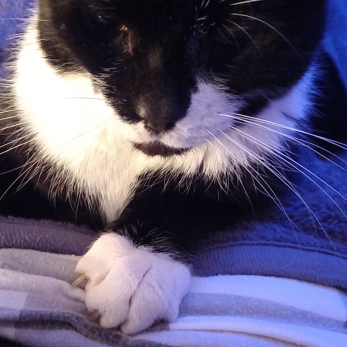 FelineEvolution's tweet image. Galactors showing off his &apos;Verified&apos;
murder mittens 🐾