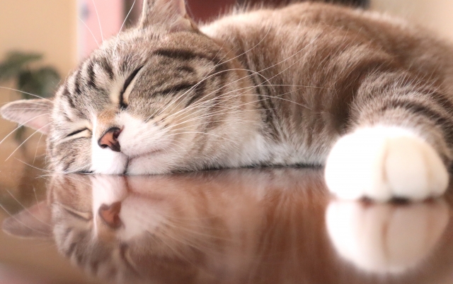 more_mofu's tweet photo. 【定期】 
もふもふ（夢の中）🐱
#moremofu #ペット用シャンプー https://t.co/aupxSR3lIn