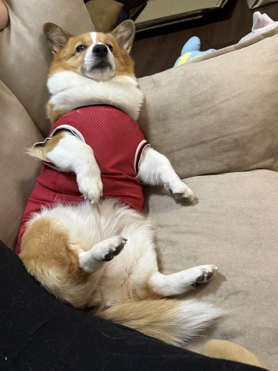 お昼のさんぽで道行く人に散々可愛がられ、信号渡った先ではおじいちゃんが一撫でするために待ってた犬