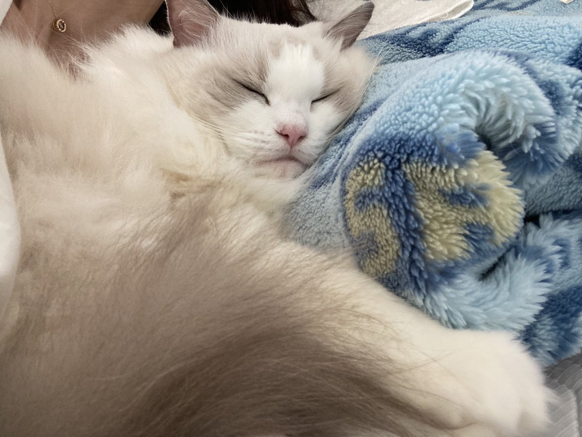 寒くなったけぇ離れたくないよね、ふかふかあったかお布団…💓