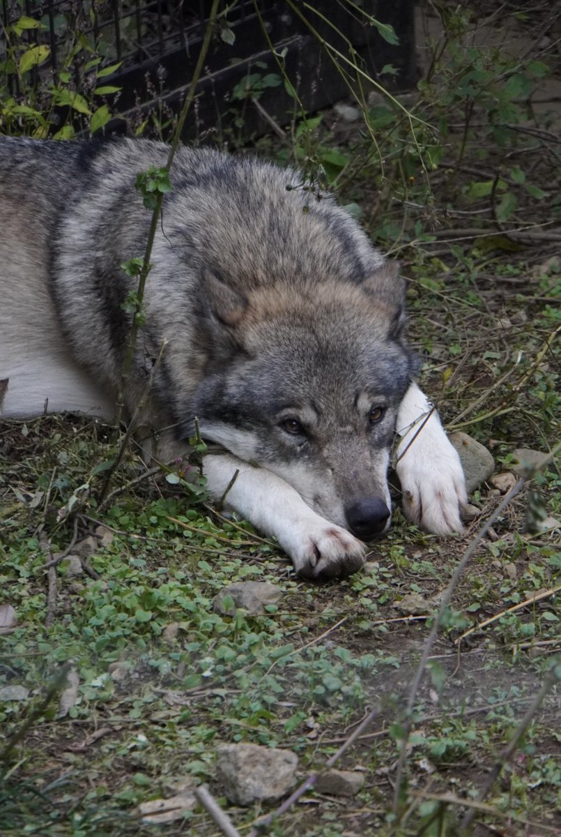 本日のカヨラン🐺🤍
絶妙に石の上に手おいてるのが可愛すぎる🤣
#多摩動物公園
#オオカミ