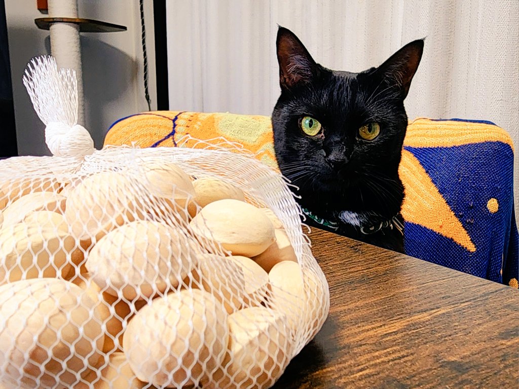 tukiminyan's tweet photo. 銀杏割ってるのを見守る猫。 https://t.co/NlsX6ah7Ea