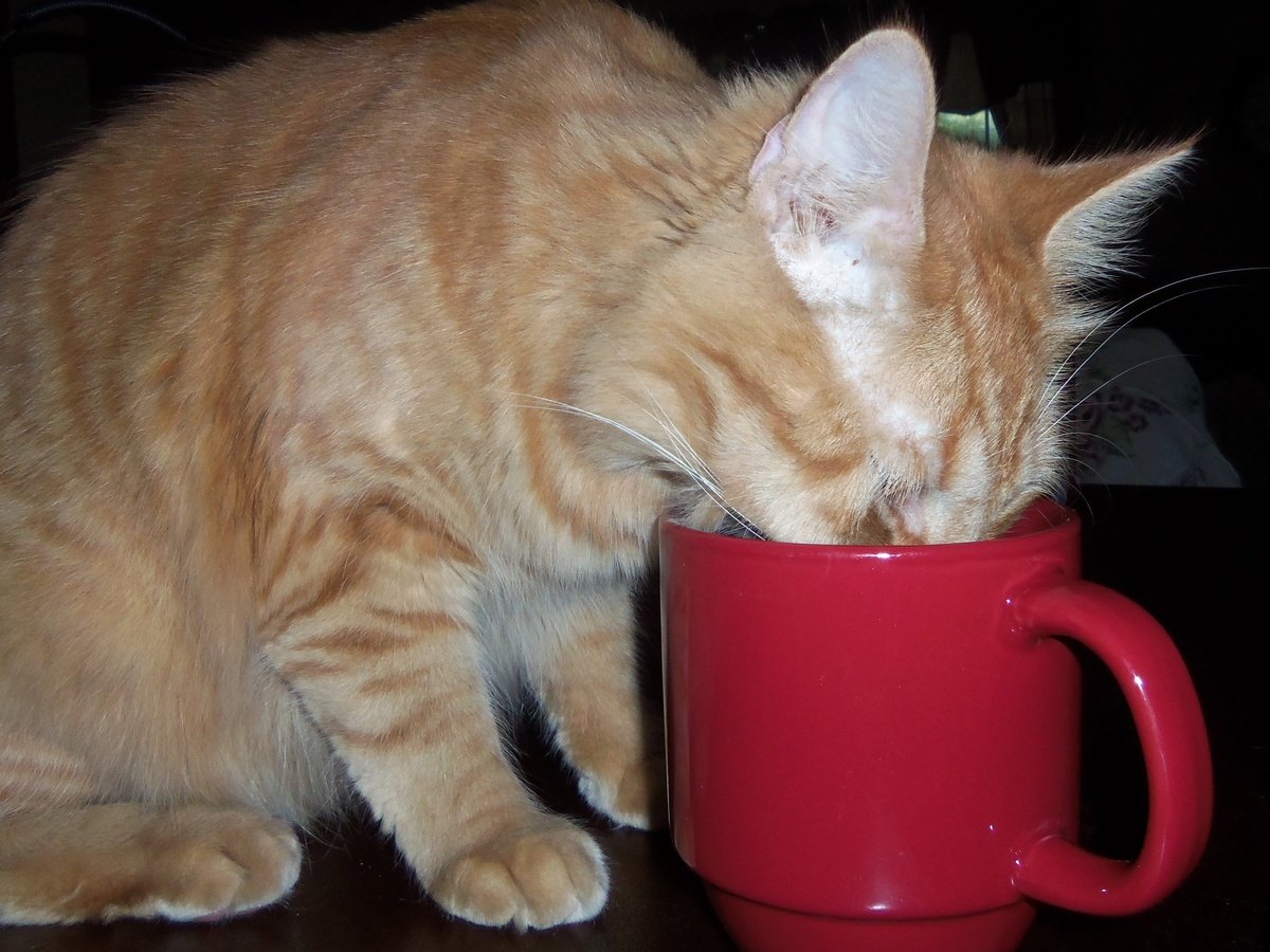 ࣪ (@biotic_orb) on Twitter photo 