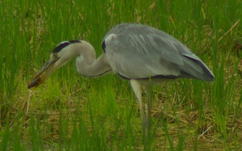 ヒメシャラ♡ 鳥飼うなう on X