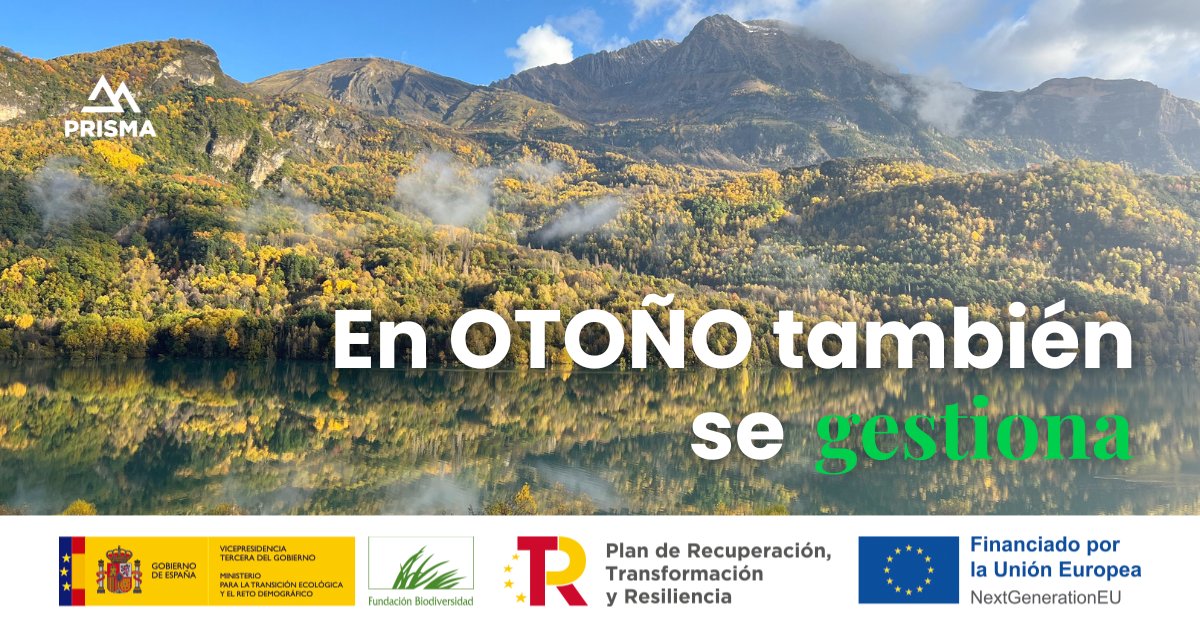 PrismaForestal tweet media