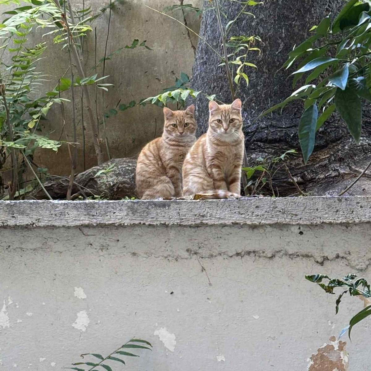 KainiEpoxi's tweet image. Small glitch in the #Matrix 😄😄