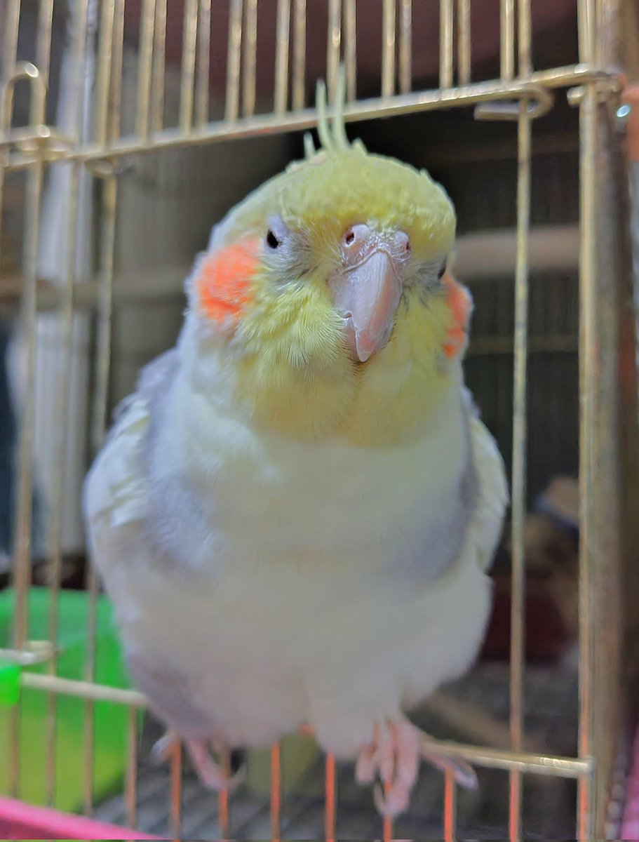 なつ君おこ🐦️💢

#オカメインコ
#インコ
#放鳥遅れ
#残業
#ごめんよ