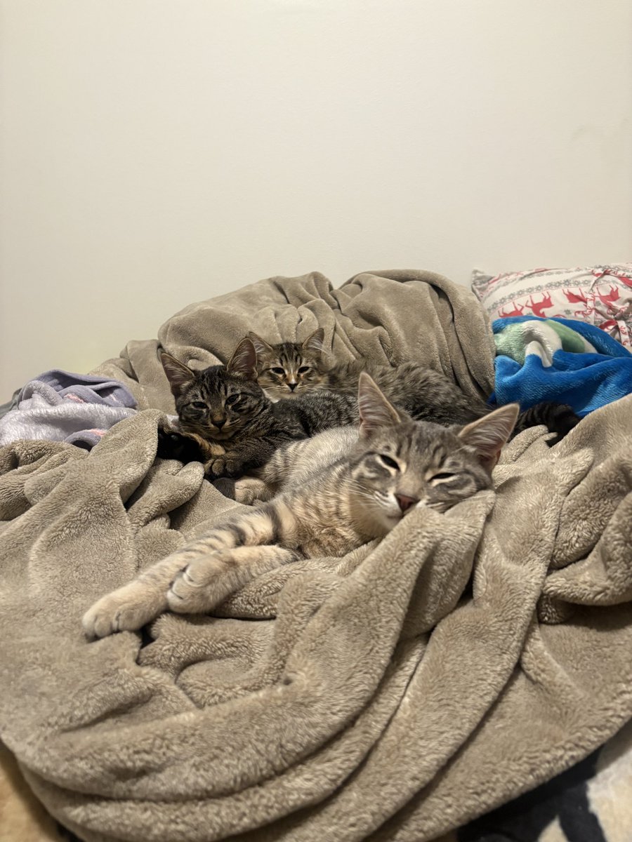 Rieveriee's tweet photo. I don’t post on twt but my cats <3 
The face of the tri cities mob. https://t.co/dgDGKiAgUZ