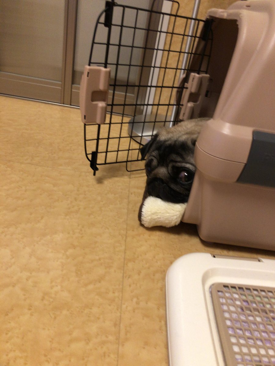 shishimal_1015's tweet photo. 10月15日は獅子丸の11歳誕生日。

その直前、口腔内に腫瘍のようなものがあると言われ目の前が真っ暗。
組織検査の結果待ちで、さっき病院から電話がありました。
悪いものは見つからなかったとのことでひと安心😌

獅子丸を抱きしめたい。 https://t.co/9iJuFga1T2