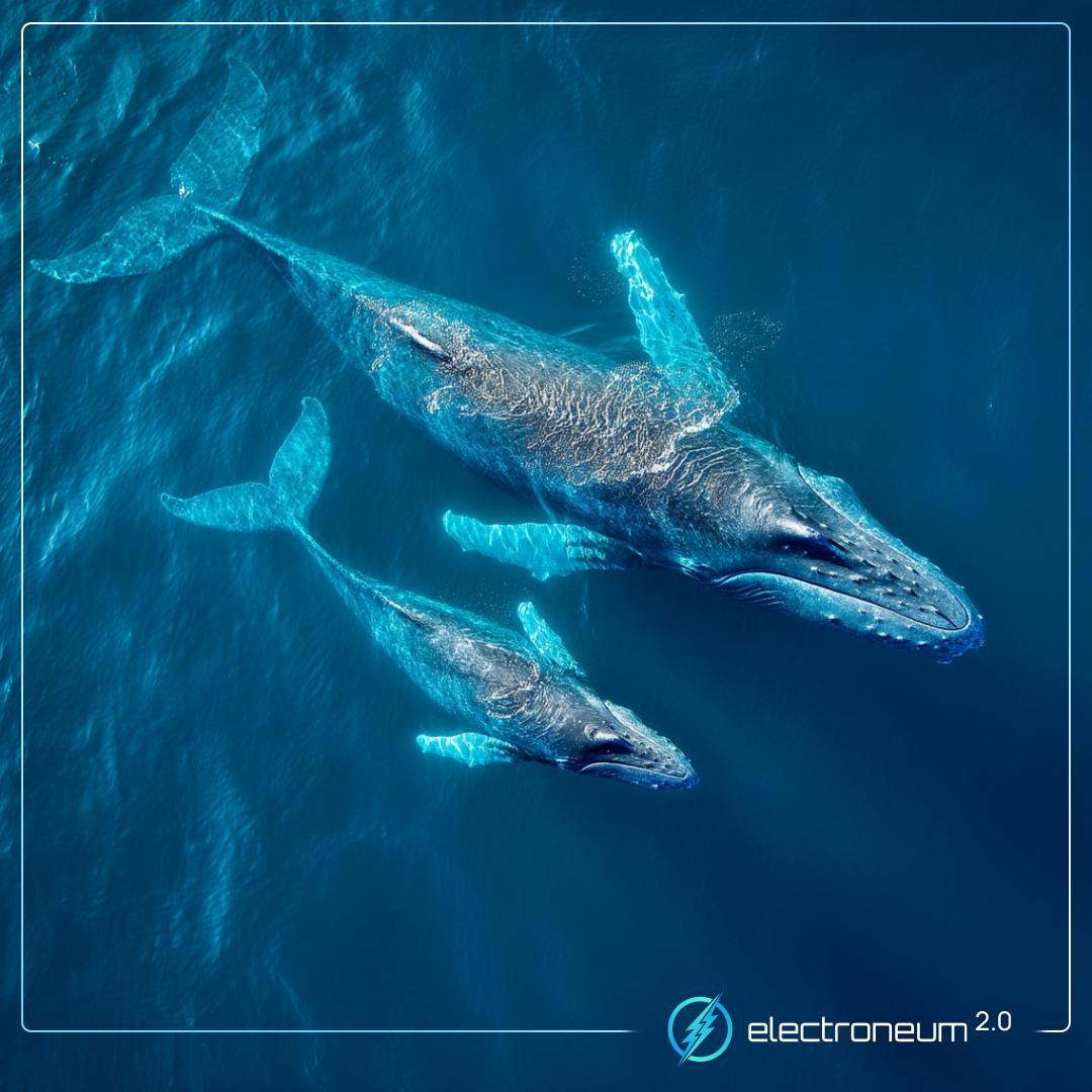 Big news 👀 The increasing exposure and utilization of the Electroneum  blockchain has meant a significant exchange that now operates in the US is  launching this week. 💚