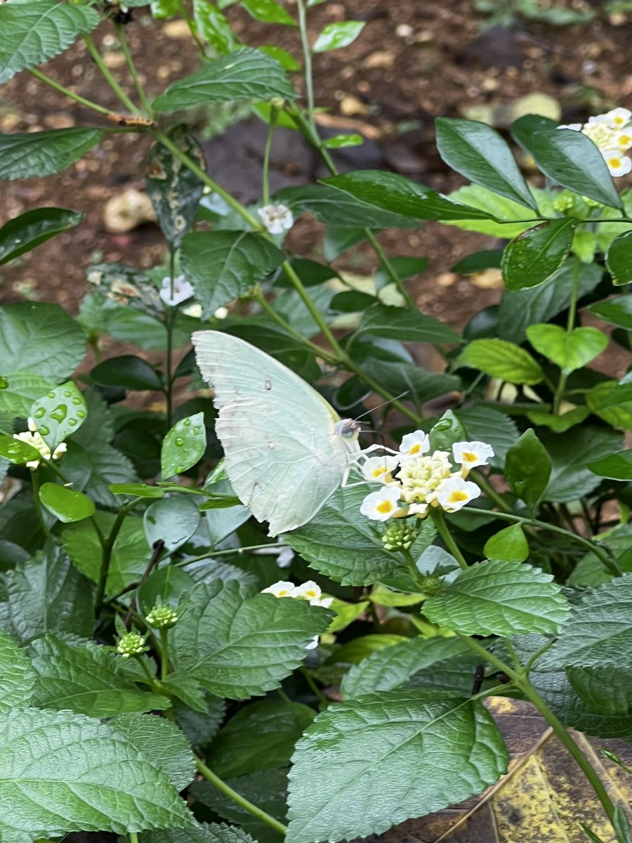 Bugbites4U's tweet image. 宮古島の日記