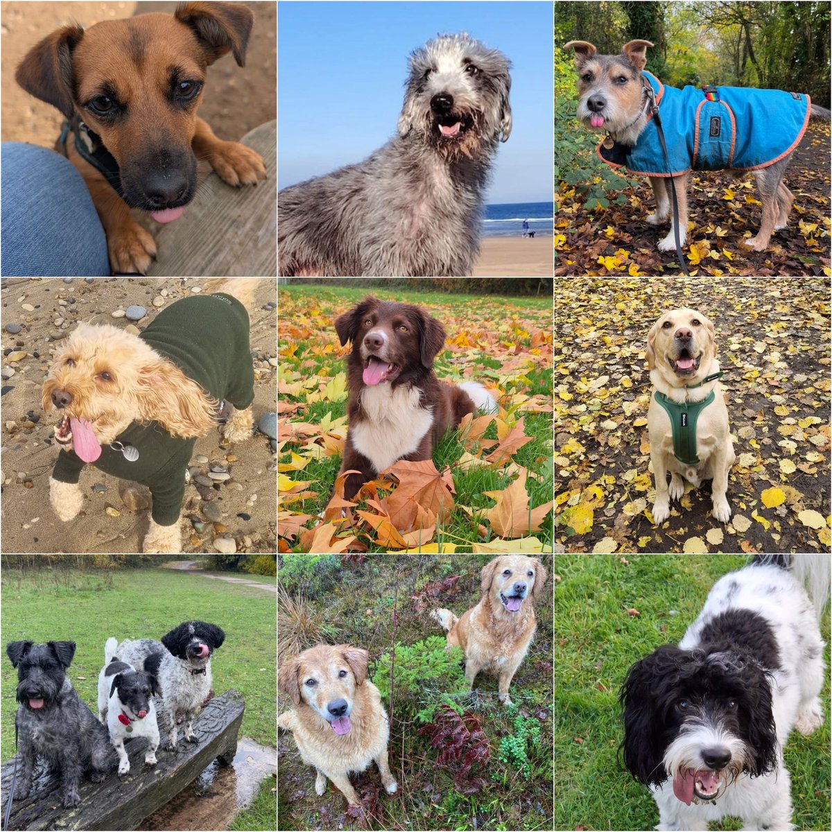 Graeme Hall tweet media