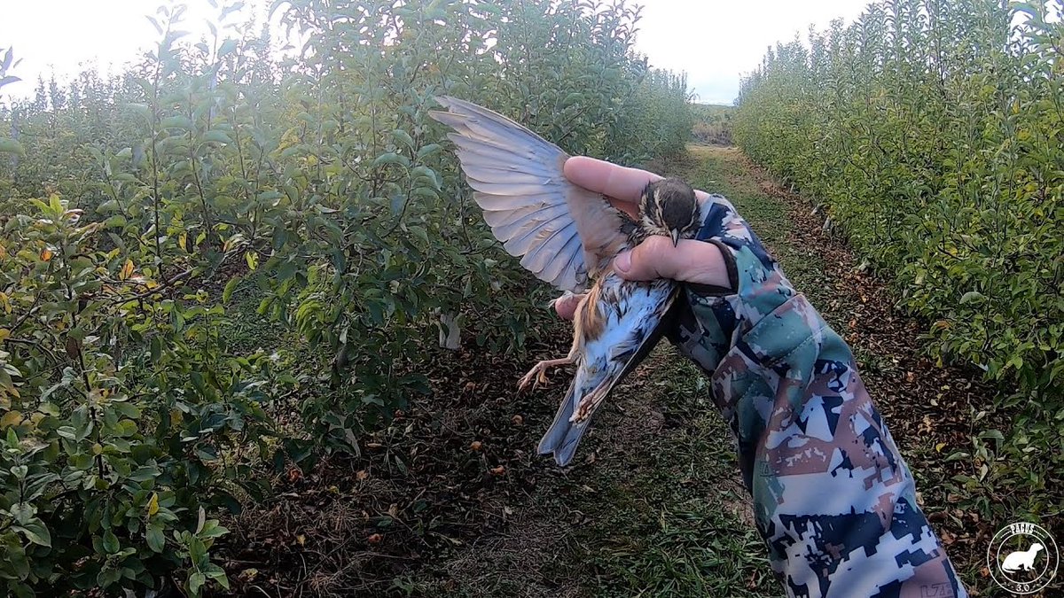 NUEVO VIDEO DE CAZA DE ZORZAL DE <a href="/Pacus911/">Pacus 3.0</a> ‼️⤵️

youtu.be/Qvfv5qA70Wk

#huronespacus3 #cazadoresenyoutube #cazamenor #cazadezorzales