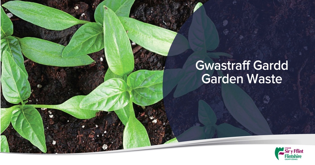 CSyFflint's tweet image. 🌿 Fe fydd Cyngor Sir y Fflint yn ymestyn Gwasanaeth Casglu Gwastraff Gardd 2025 am bythefnos i sicrhau bod pob eiddo sydd wedi tanysgrifio yn derbyn casgliad ychwanegol (1–12 Rhagfyr 2025, ar ôl 28 Tachwedd).  

Cyflwynwch y biniau erbyn 7:00am.

👉 orlo.uk/jYjW5
