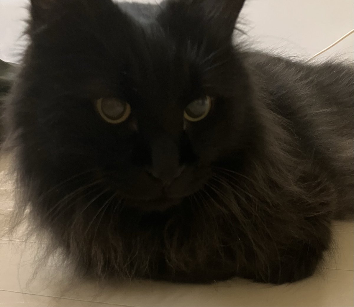 ダマちゃん@モフ鉄No.37🐾 on X