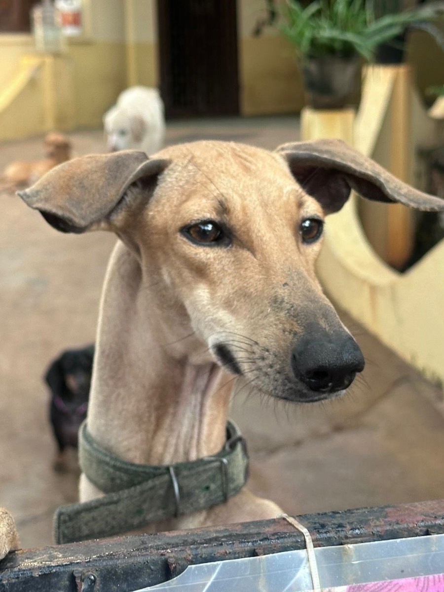 #Chennai URGENT ADOPTION REQUEST.

Chippi has been in boarding for almost a year now, she deserves a loving home.

Please share.