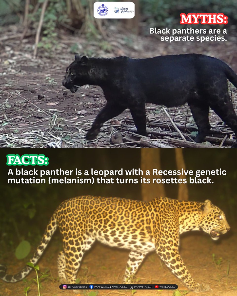 PCCFWL_Odisha's tweet photo. Know the facts behind the mysterious Black Panther, a stunning result of melanism in leopards, shaped by nature and evolution.
#BlackPanther #Leopard #Melanism #OdishaWildlife #BigCatsOfIndia #WildlifeConservation https://t.co/pvMZL72Cx8
