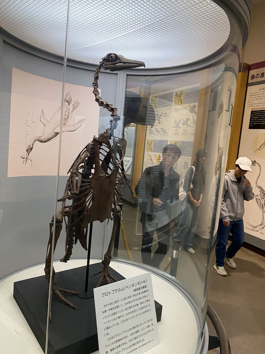 神話上の鳥 19世紀 の物 651830fb0fe06d8b9932a538c35461