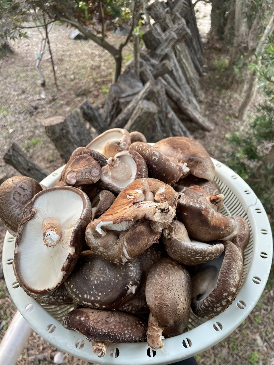 TAWA FARM tweet media