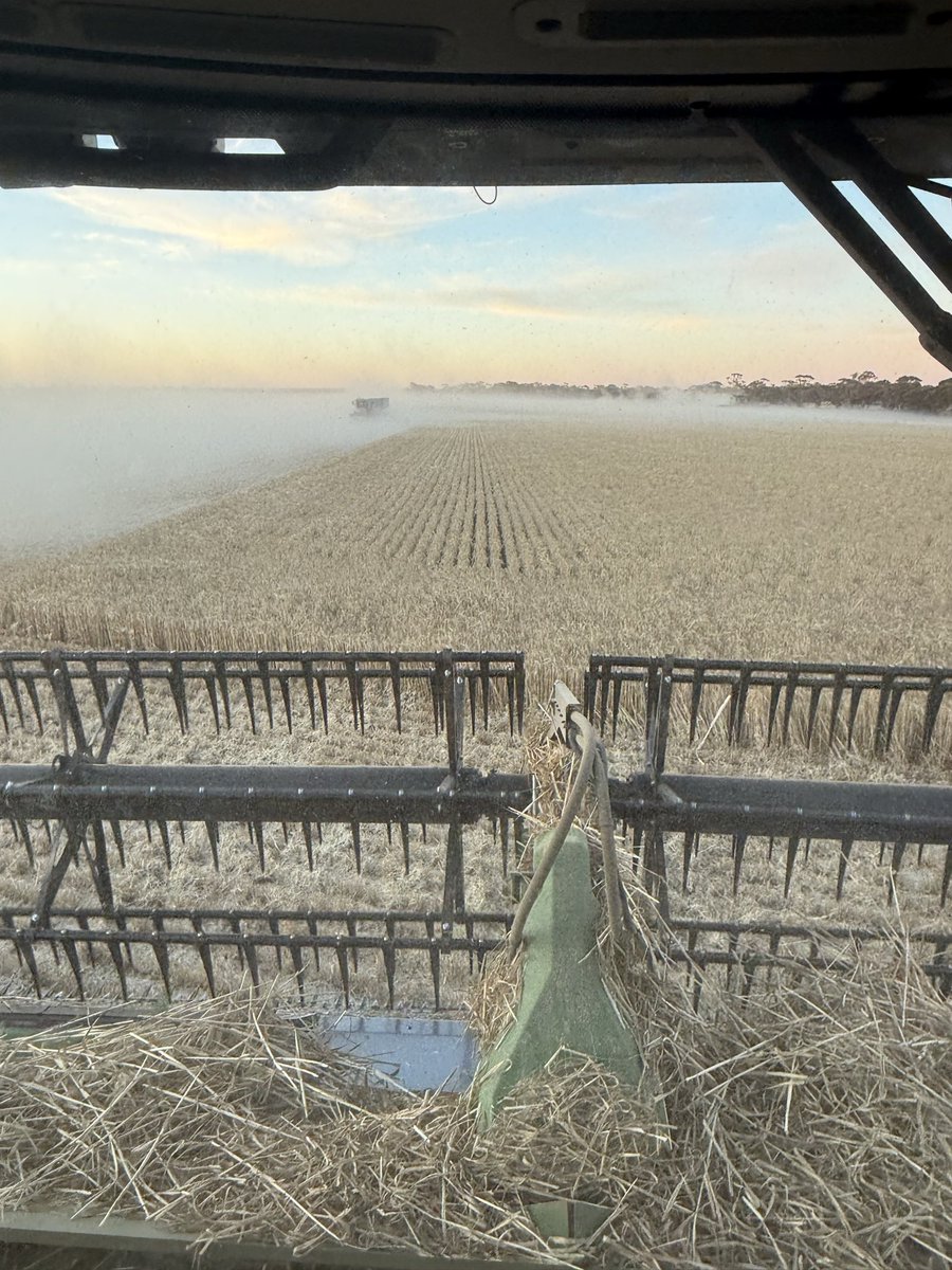 Rowan Starcevich tweet media